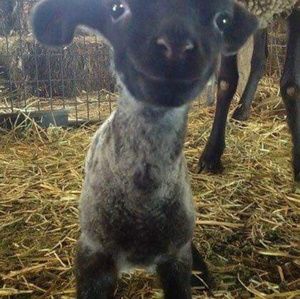 Meet your Posher, Gil